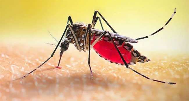 ডেঙ্গুতে ২৪ ঘণ্টায় ৩ জনের মৃত্যু, হাসপাতালে ৮০১
